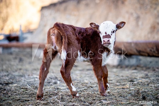 Picture of calf on the farm 